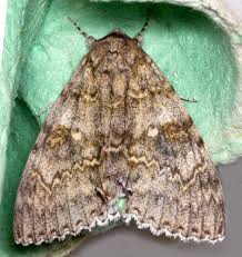 Attēlu rezultāti vaicājumam “Catocala fraxini”