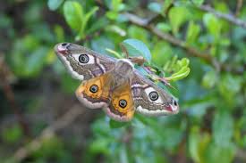 Attēlu rezultāti vaicājumam “Saturnia pavonia”