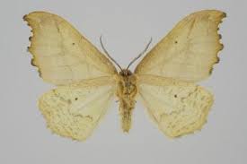 Attēlu rezultāti vaicājumam “Falcaria lacertinaria”