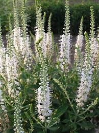Attēlu rezultāti vaicājumam “Veronica longifolia bud”