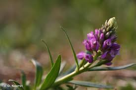 Attēlu rezultāti vaicājumam “Polygala comosa”