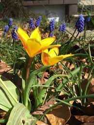 Attēlu rezultāti vaicājumam “Tulipa sylvestris”