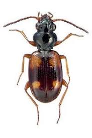 Attēlu rezultāti vaicājumam “Bembidion sp.”