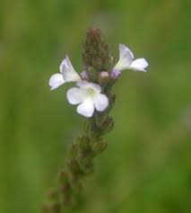 Image result for Verbena officinalis