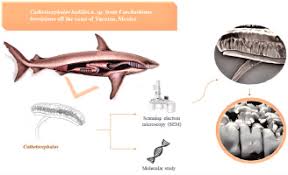 Image result for Carcharhinus brevipinna