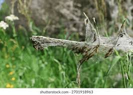 Attēlu rezultāti vaicājumam “Yponomeuta evonymella larva”
