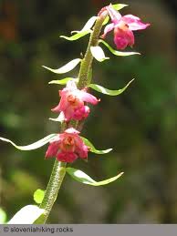 Attēlu rezultāti vaicājumam “Epipactis atrorubens flower”