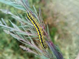Attēlu rezultāti vaicājumam “Calophasia lunula larva”