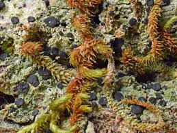 Attēlu rezultāti vaicājumam “Bacidia subincompta”