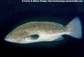 Image result for Mycteroperca olfax