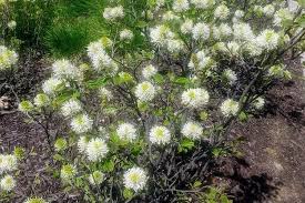 Attēlu rezultāti vaicājumam “Fothergilla major”