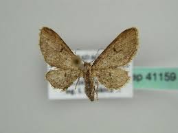 Attēlu rezultāti vaicājumam “Eupithecia subumbrata larva”