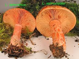 Attēlu rezultāti vaicājumam “Lactarius deterrimus”