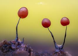 Attēlu rezultāti vaicājumam “Comatricha nigra macro”