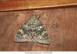 Attēlu rezultāti vaicājumam “Catocala nupta”