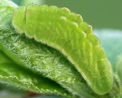 Attēlu rezultāti vaicājumam “Satyrium pruni”