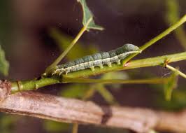 Attēlu rezultāti vaicājumam “Orthosia gothica”