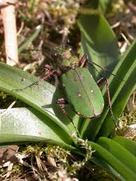 Attēlu rezultāti vaicājumam “Cicindela campestris”