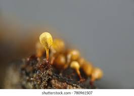 Attēlu rezultāti vaicājumam “Hemitrichia calyculata young”