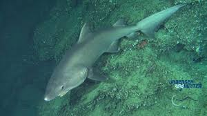 Image result for Odontaspis ferox