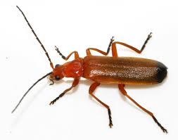 Attēlu rezultāti vaicājumam “Rhagonycha fulva”