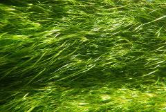 Attēlu rezultāti vaicājumam “Stuckenia pectinata leaf”