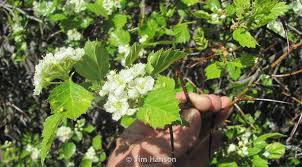 Attēlu rezultāti vaicājumam “Crataegus macracantha”