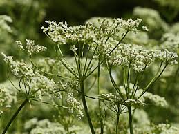 Image result for Kümmel