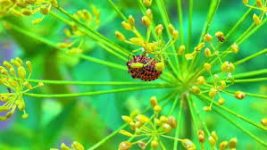 Attēlu rezultāti vaicājumam “Graphosoma lineatum nymph”