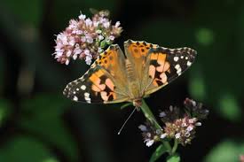 Attēlu rezultāti vaicājumam “Vanessa cardui underside”
