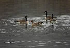 Attēlu rezultāti vaicājumam “Anser albifrons adult”