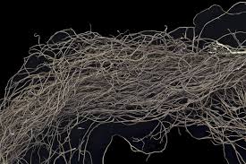 Attēlu rezultāti vaicājumam “Bryoria capillaris”