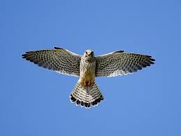 Attēlu rezultāti vaicājumam “Falco tinnunculus”