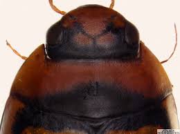 Attēlu rezultāti vaicājumam “Hydaticus transversalis”