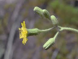 Attēlu rezultāti vaicājumam “Hieracium vulgatum bud”