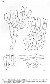 Attēlu rezultāti vaicājumam “Comatricha elegans var. microspora spores”