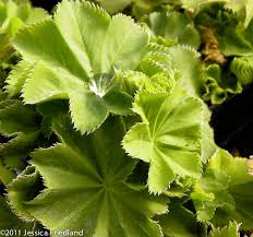 Image result for Alchemilla mollis