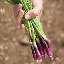 Résultat de recherche d'images pour "Allium fistulosum"