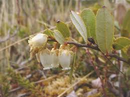 Attēlu rezultāti vaicājumam “Chamaedaphne calyculata”