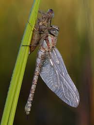 Attēlu rezultāti vaicājumam “Aeshna mixta female”