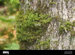 Attēlu rezultāti vaicājumam “Neckera pennata”