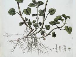 Attēlu rezultāti vaicājumam “Lamium album”