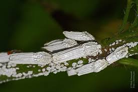 Attēlu rezultāti vaicājumam “Orthezia urticae”