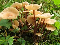 Attēlu rezultāti vaicājumam “Collybia sp.”