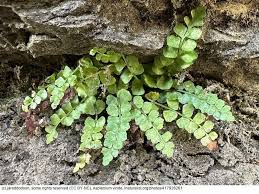 Attēlu rezultāti vaicājumam “Asplenium viride”