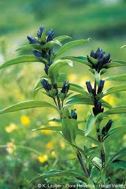 Attēlu rezultāti vaicājumam “Gentiana cruciata”