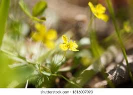 Attēlu rezultāti vaicājumam “Saxifraga cymbalaria flower”