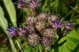 Attēlu rezultāti vaicājumam “Saussurea esthonica flower”