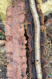 Attēlu rezultāti vaicājumam “Hymenochaete tabacina”