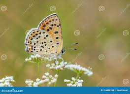 Attēlu rezultāti vaicājumam “Lycaena tityrus underside”